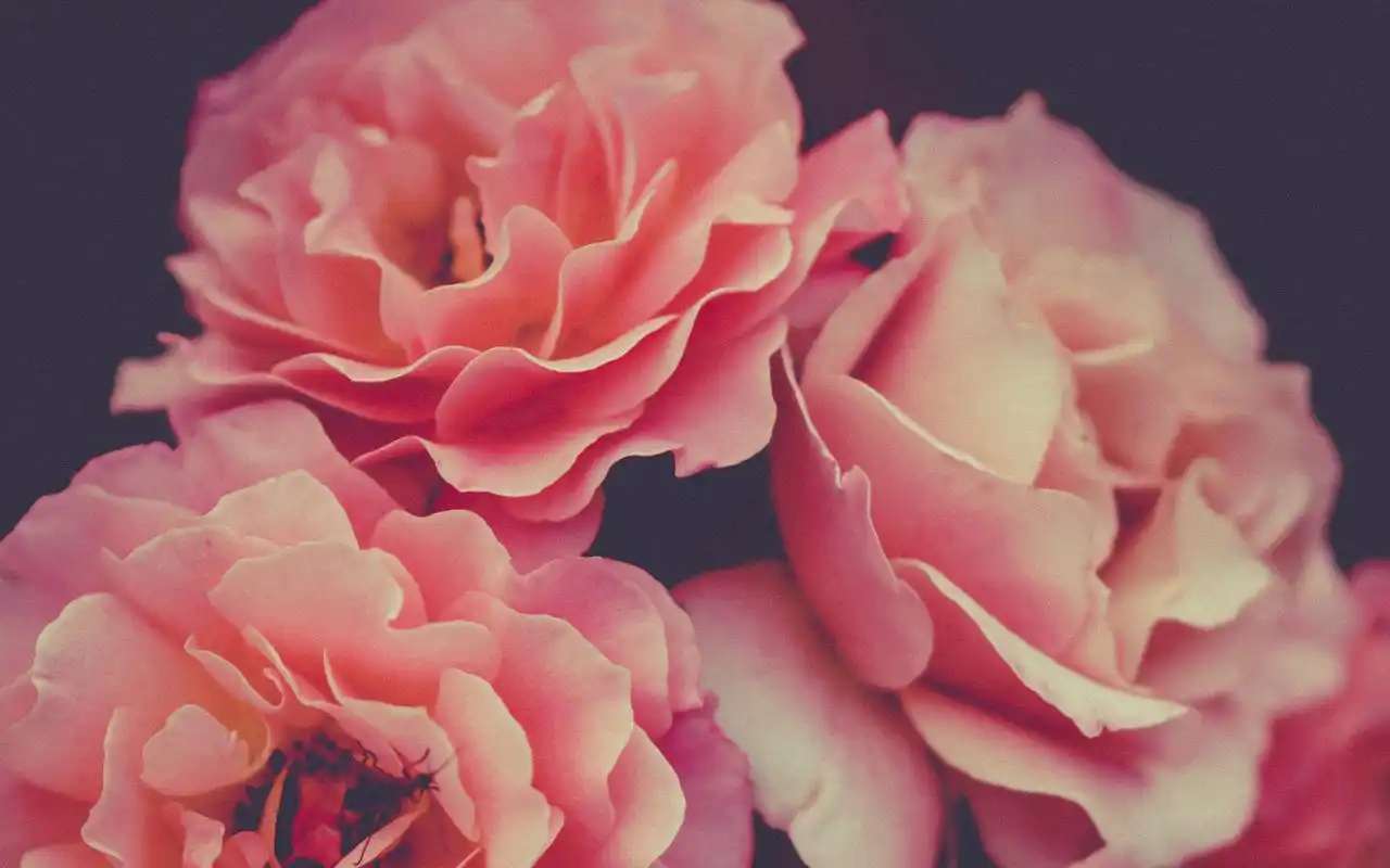 鲜艳唯美的花卉图片桌面壁纸