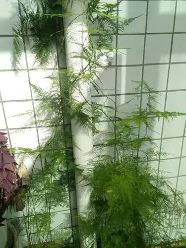 2,想要文竹越来越绿,可以舀一勺白糖,兑在温水中搅拌,糖水稍微有点