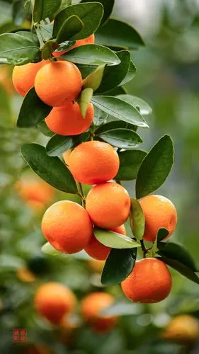 675_1200竖版 竖屏