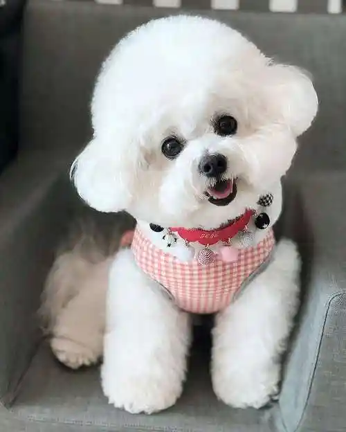 泰迪有白色的吗(白色泰迪和比熊长相相似) - 百科全说