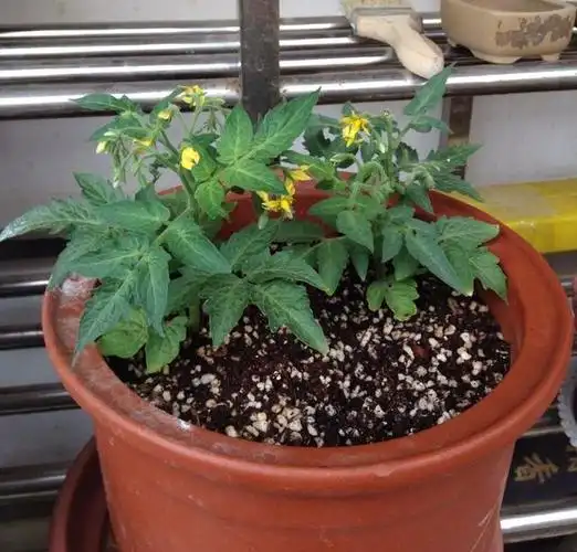 盆栽小番茄这样养,长得茂盛,不会掉花落果,各种小番茄都能养好