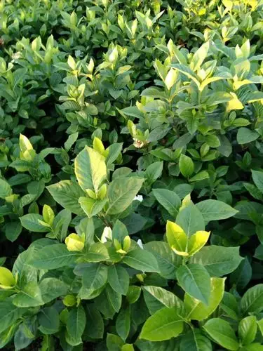 大叶栀子花栀子花价格福建基地批发