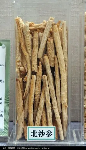 北沙参