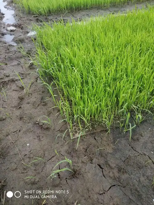 下乡指导莲雾控梢及抗氧化水稻育秧