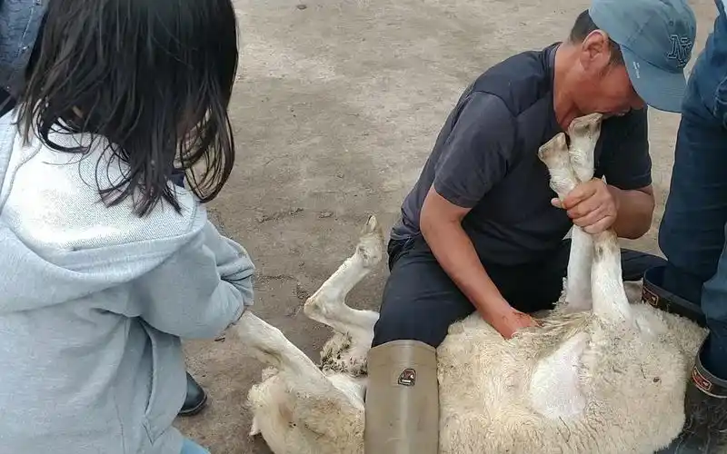 你没见过的草原上牧民杀羊 文明的吃正宗小肥羊