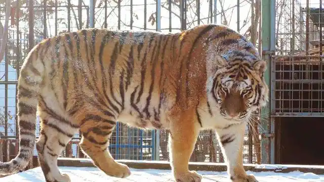 世界上最大的老虎东北虎体长达28米狮王在它面前就是个弟弟