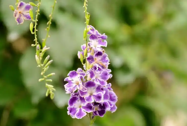 美丽淡雅的假连翘花