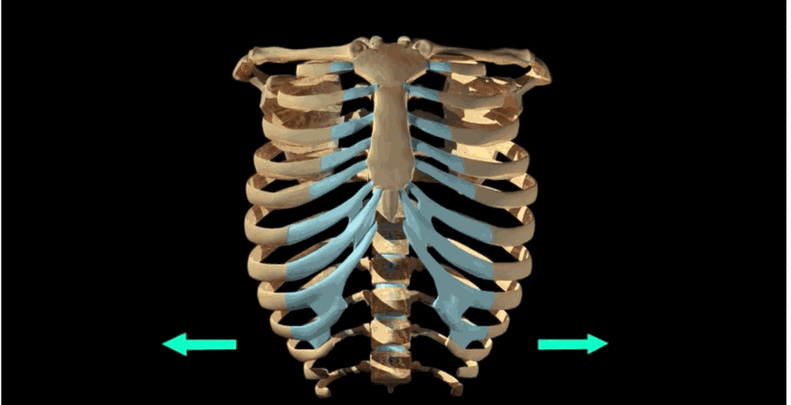 驼背|肩胛|肋骨|胸椎_网易订阅