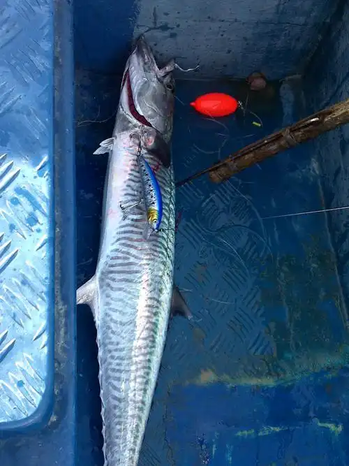 p>中华马鲛, a href="#" data-lemmaid="8074290">学名 /a>: i>