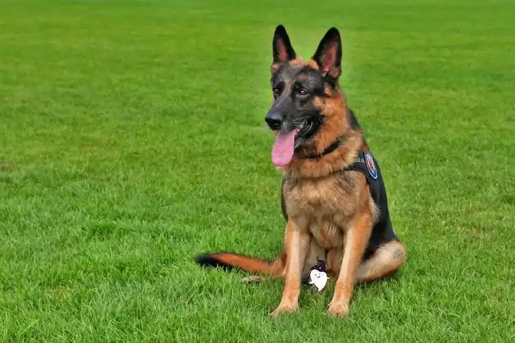 三个月德牧犬价格多少钱一只好养么