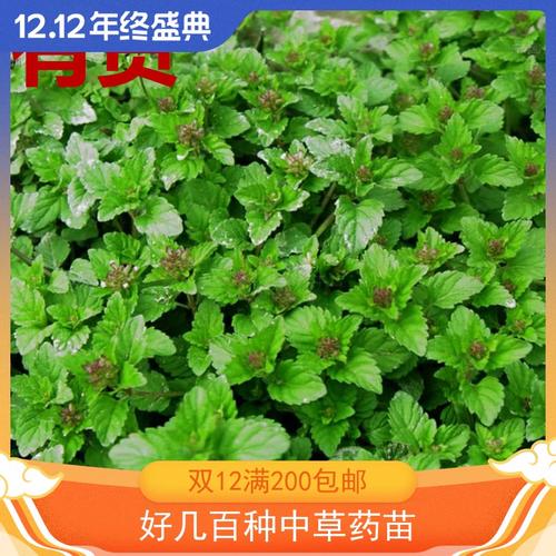 风轮菜蜂窝草节节草苦地胆熊胆草九层塔落地梅花九塔草阳台草药苗