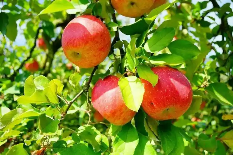 秋天水果:健康营养