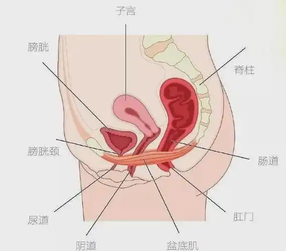 5个难以启齿的跑步"并发症"|子宫|分泌物|盆底肌|尿道_网易订阅