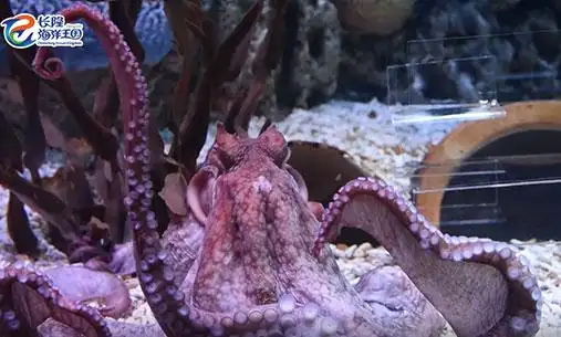 北太平洋巨型章鱼