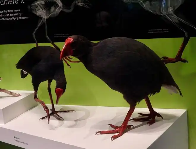 博物馆里南秧鸡标本.