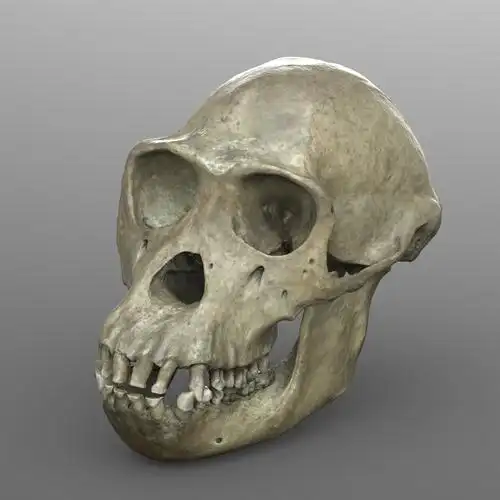 黑猩猩头骨3d模型