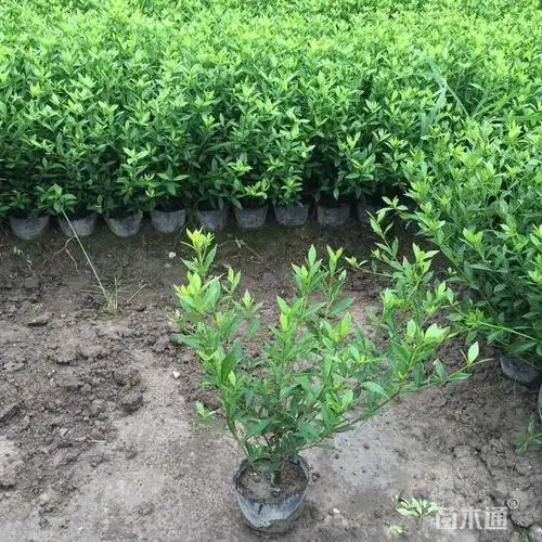 高度30厘米小叶栀子小苗