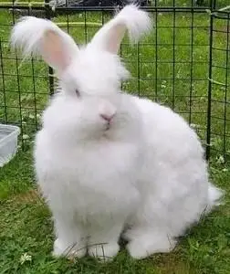 活兔子宠物兔长毛公主