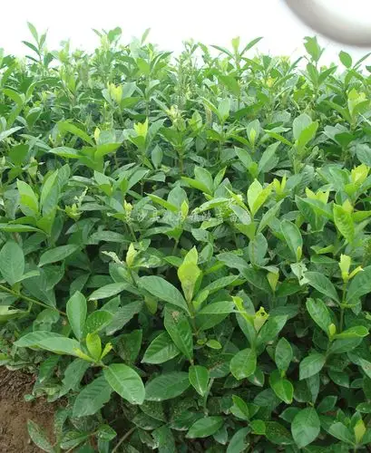 大叶栀子花 大叶栀子花介绍和图片 - 长沙市雨花区鸿吉苗圃