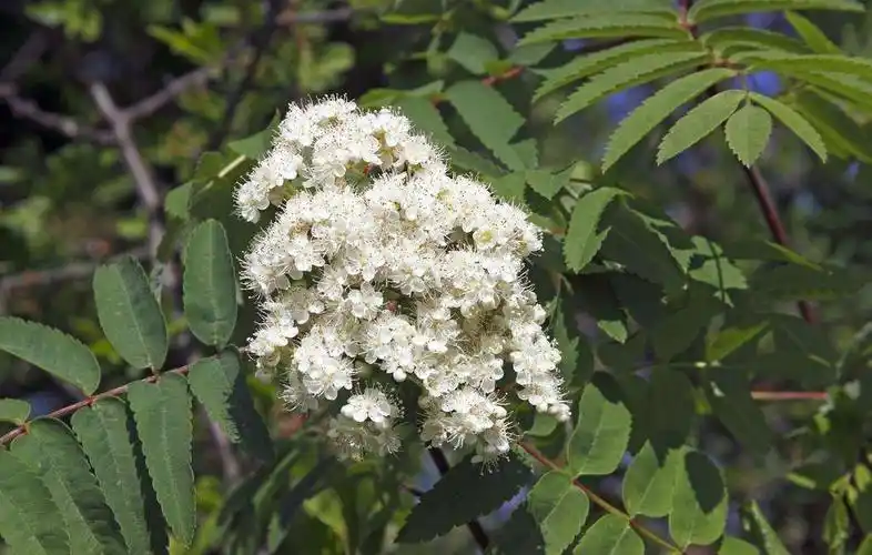 治咳嗽,哮喘.【来源】为木犀科植物白蜡树的花.