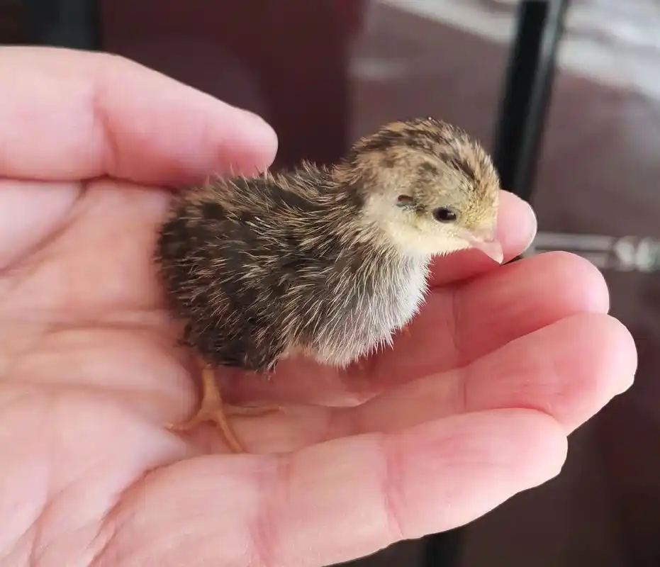 看看我家养的宠物迷你鸡,芦丁鸡 是目前世界上最小的鸡,叫声清 - 抖音