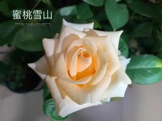 没想到还是挺好看的,几天没见快开败了94#月季蜜桃雪山