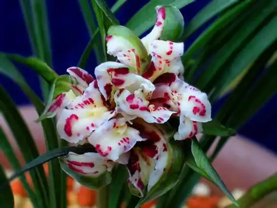 中国十大名兰--盛世牡丹-墨兰篇-中国兰花交易网社区