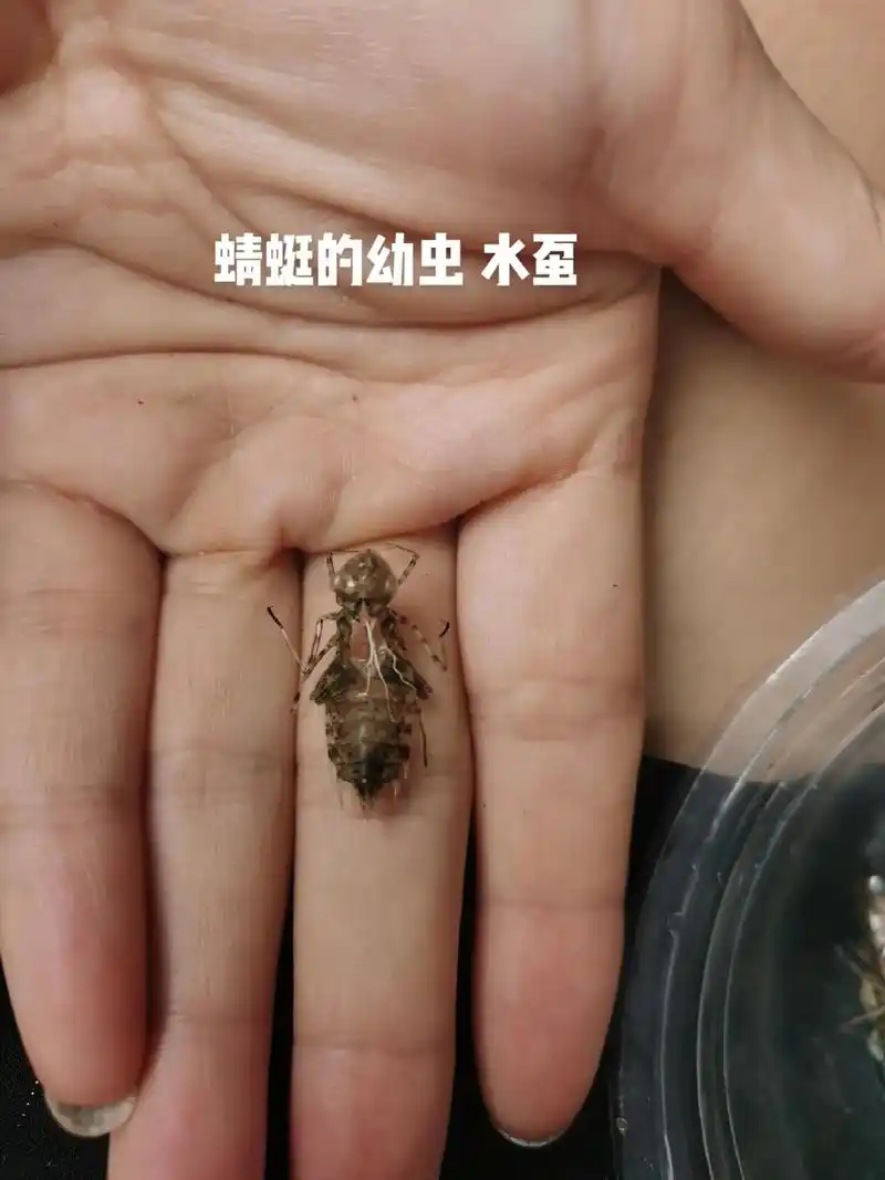 带你观察蜻蜓的成长 - 抖音