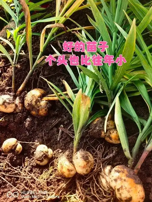 药财有道 | 浙贝母受灾严重,产不足需或成常态