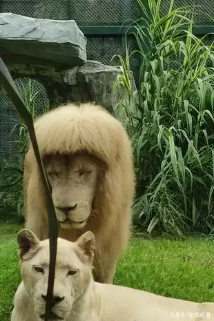 一头狮子的金发刘海让它已成为动物园的明星景点.