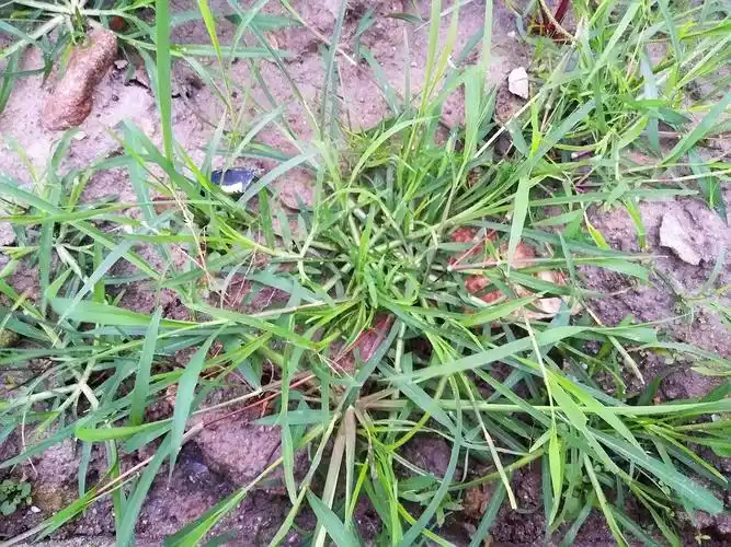 它是农村一恶性杂草,曾被农民恨之入骨,如今卖6元一斤