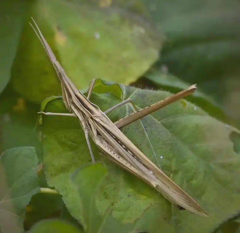中华剑角蝗:从传统美食到新兴产业的崛起