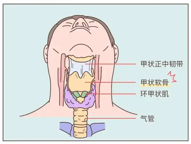 男生的喉结为什么不能摸