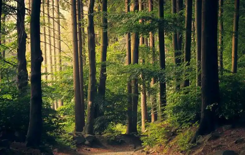 《树林》想象力,毕加索