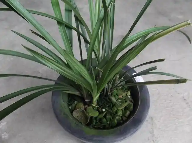 凡本园所出售的兰花,叶背有本园签名保证品种,为避免纠纷