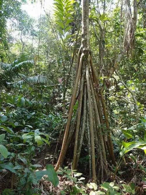 地球上真有会走路的树科学家深入研究后发现了真相