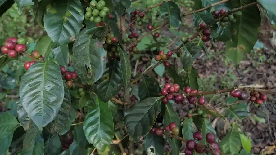 阿拉比卡和罗布斯塔咖啡豆在树上成熟