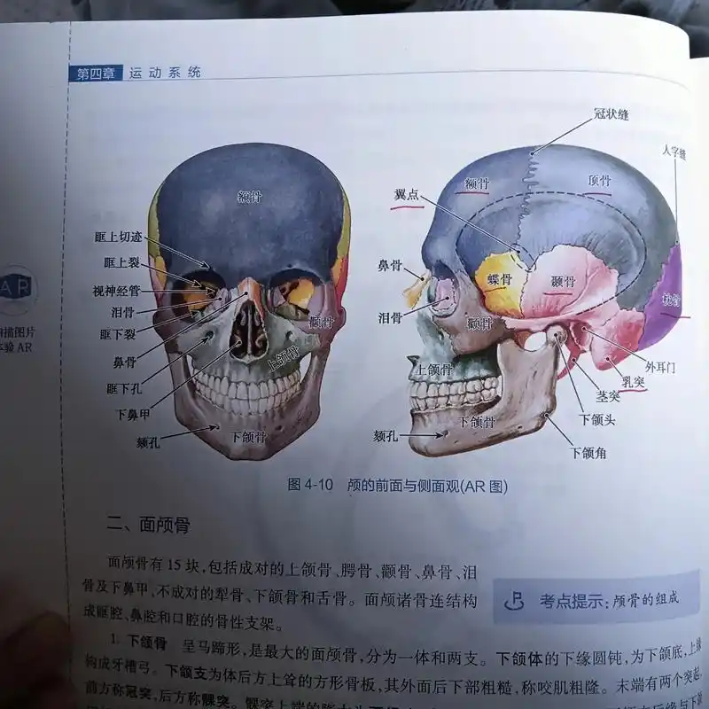谁告诉蝶骨是最好看的骨头我天天看我都要吐了
