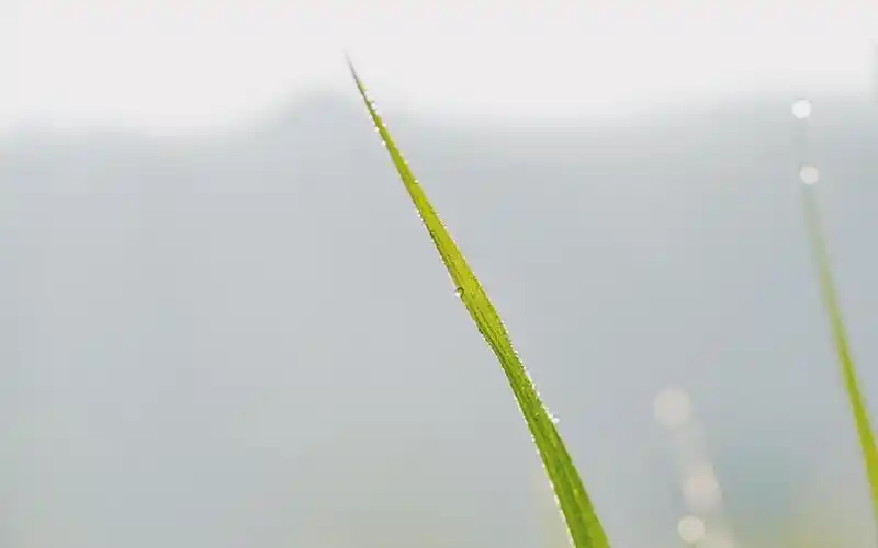 清晨独一无二的小清新植物ins风,高清壁纸,风景图片-回车桌面