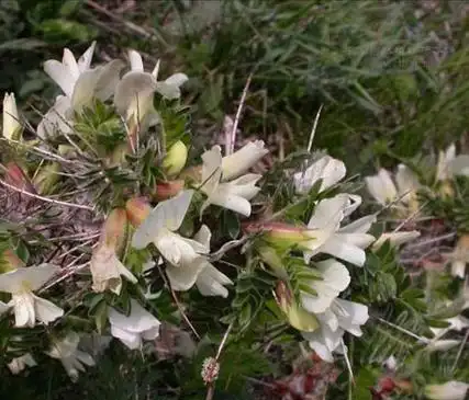 灌木植物鬼箭锦鸡儿图片及简介