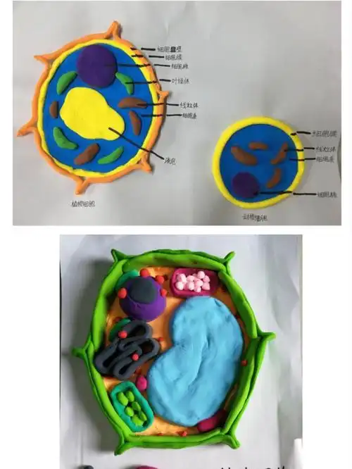 【城东中学生物科组市级课题之学生实践活动】细胞模型设计与制作大赛