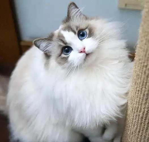 如何确定纯种的布偶猫 纯种布偶猫的6大特征-图8