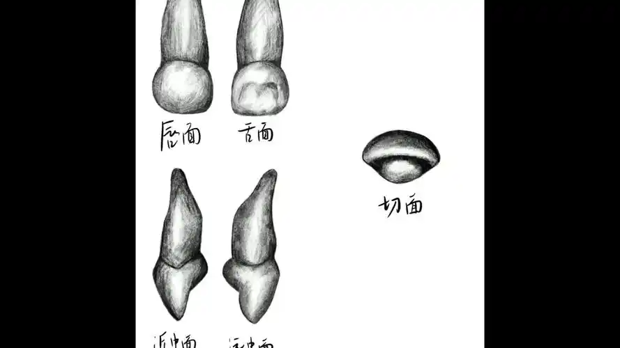 procreate医学生画右侧上颌乳中切牙
