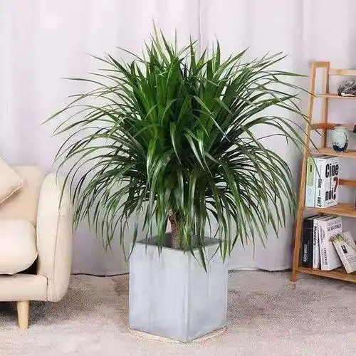 盘点12种常见的高格调家居绿植,让你的家分分钟变得高大上!