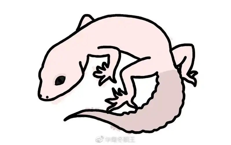 黑夜黑夜一直是豹纹守宫最贵的品种之一,没别的特点就是浑身黑,越黑越