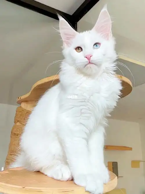 平平无奇的小白猫白色异瞳缅因猫