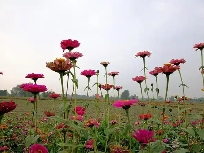 其它 醉美小百花 写美篇手机拍摄: 外圆内方 花类