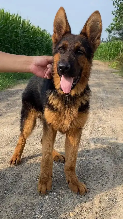 四个月小德牧犬越来越漂亮了-度小视