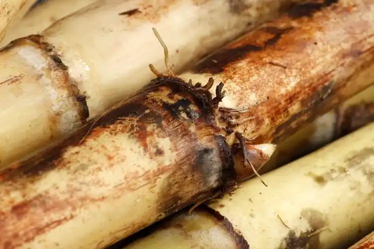 白玉甘蔗丨电商平台客户约拍丨飞鸟电商陈默