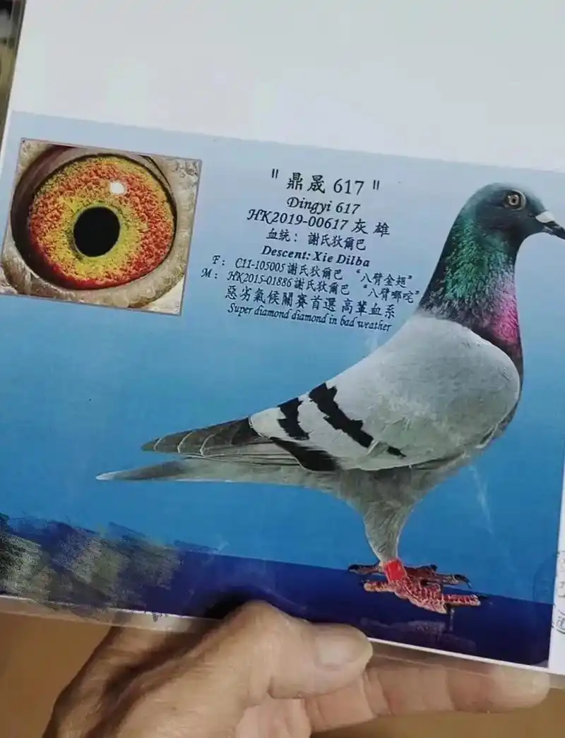 香港鼎晟东方育翔中心狄尔巴系种鸽.香港鼎晟东方育翔中心原棚 - 抖音